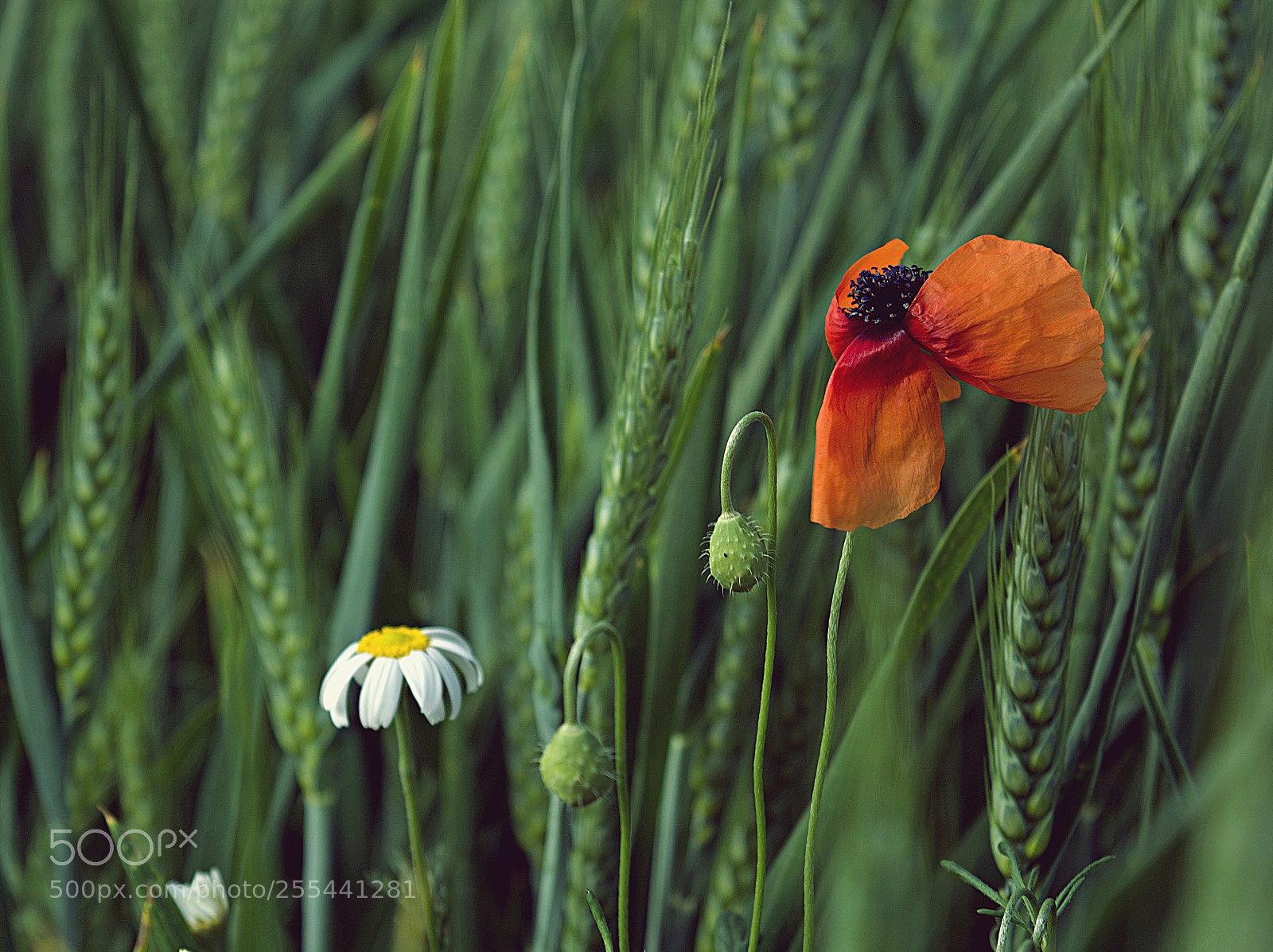 Nikon D5200 sample photo. Three colors photography