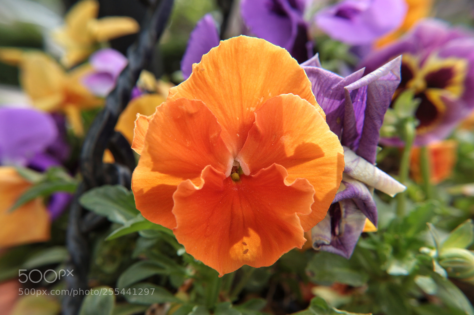 Canon EOS 700D (EOS Rebel T5i / EOS Kiss X7i) sample photo. Ankara photography