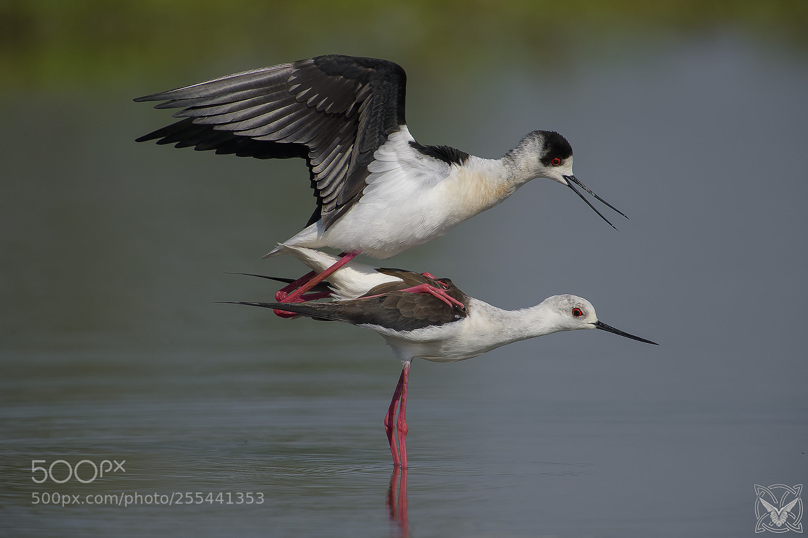 Nikon D4S sample photo. Himantopus himantopus, cavaliere d'italia photography