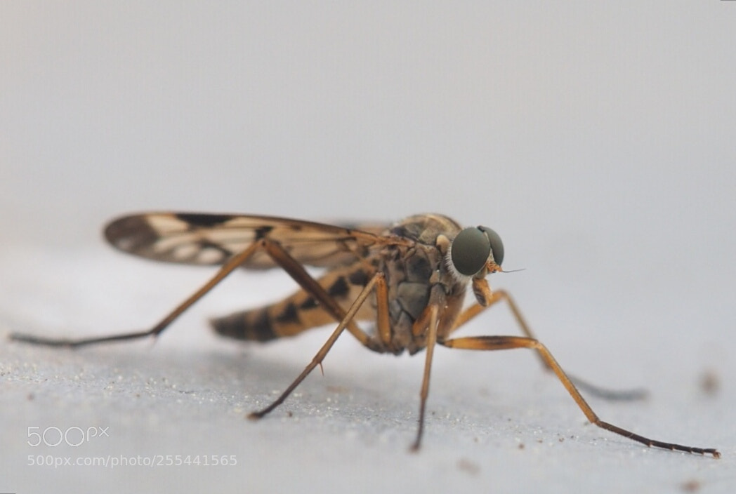 Olympus OM-D E-M1 sample photo. Insect photography