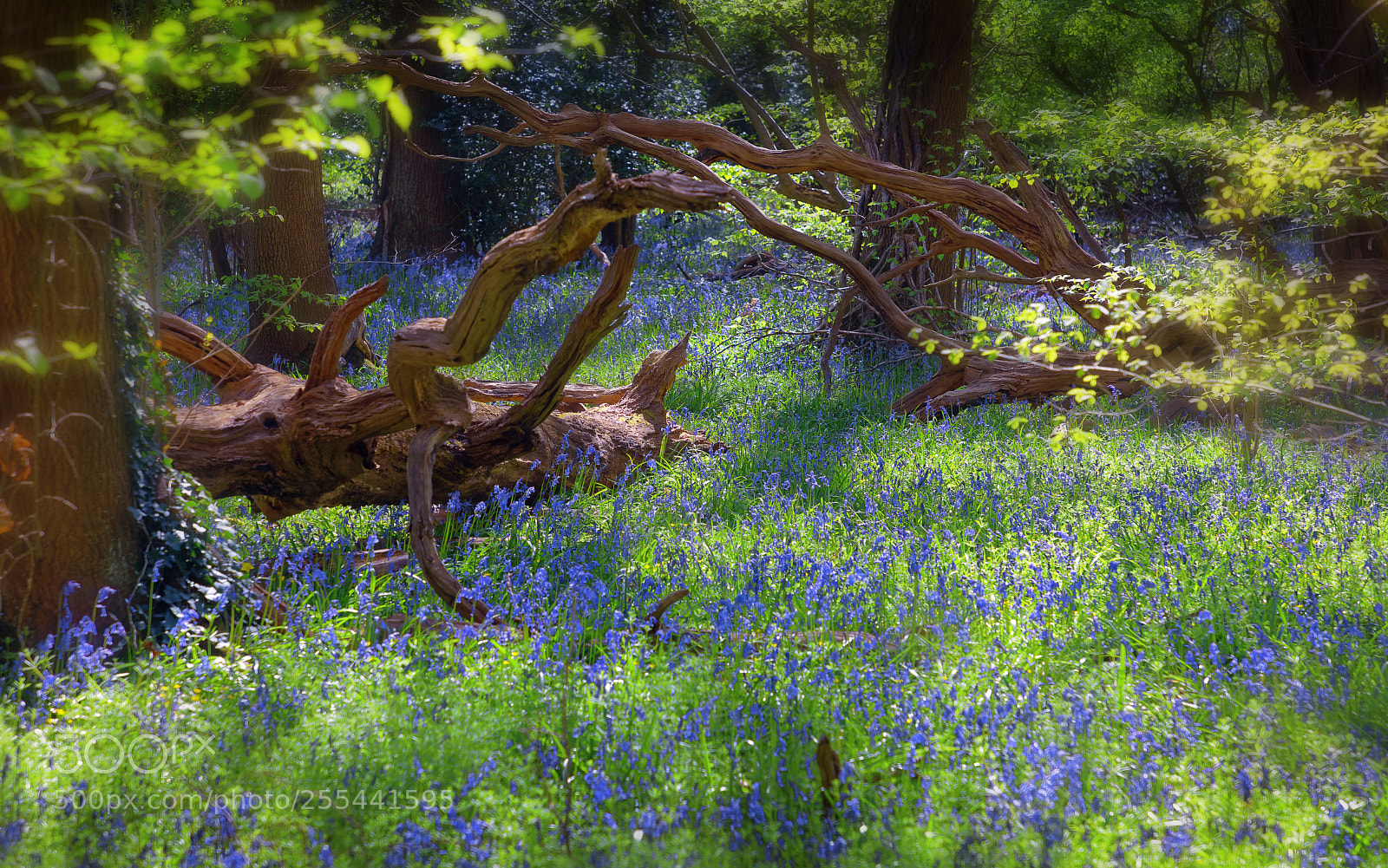 Canon EOS 5DS R sample photo. Wild wood photography