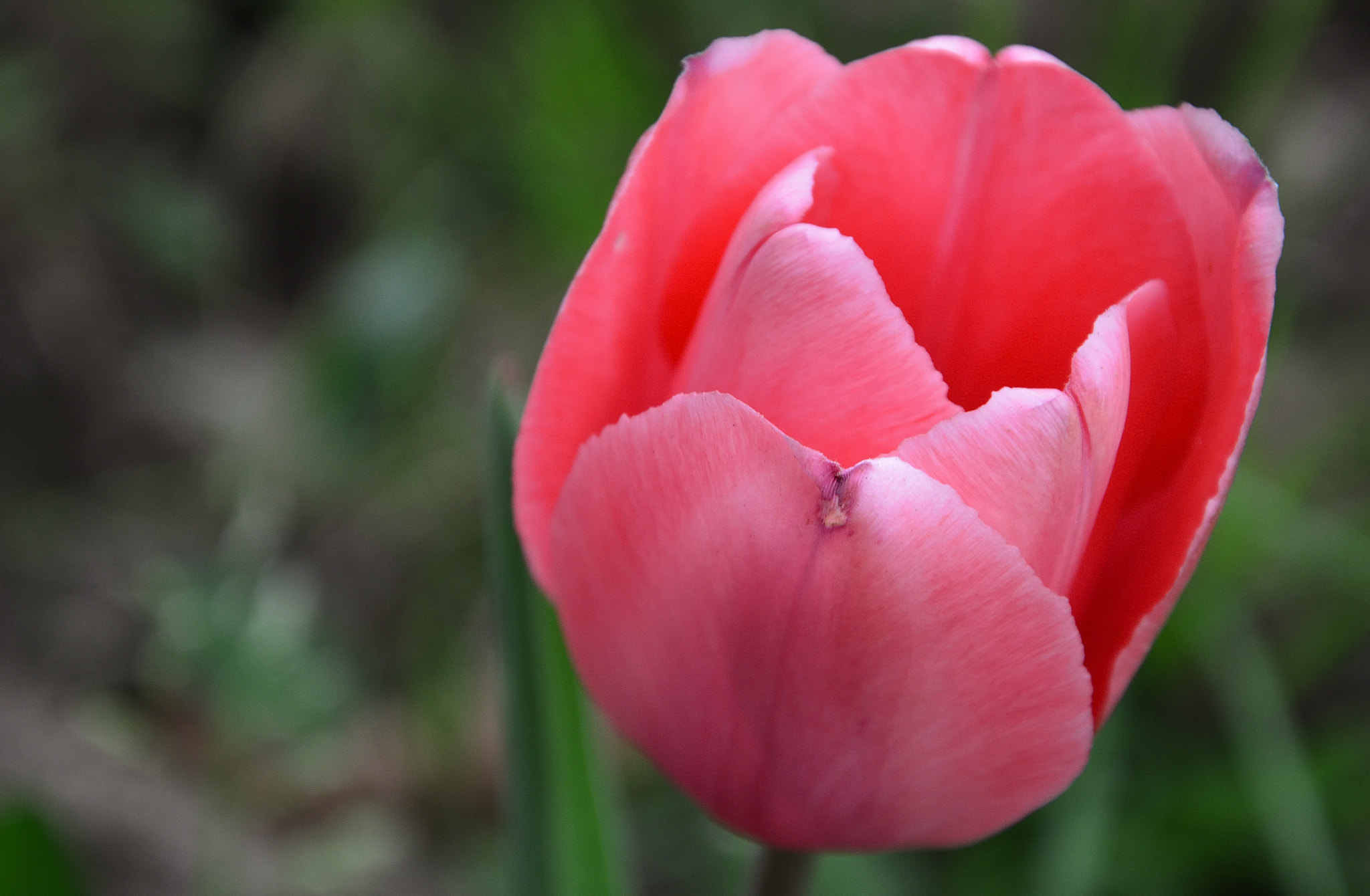 Nikon D5200 sample photo. Tulip revolution photography