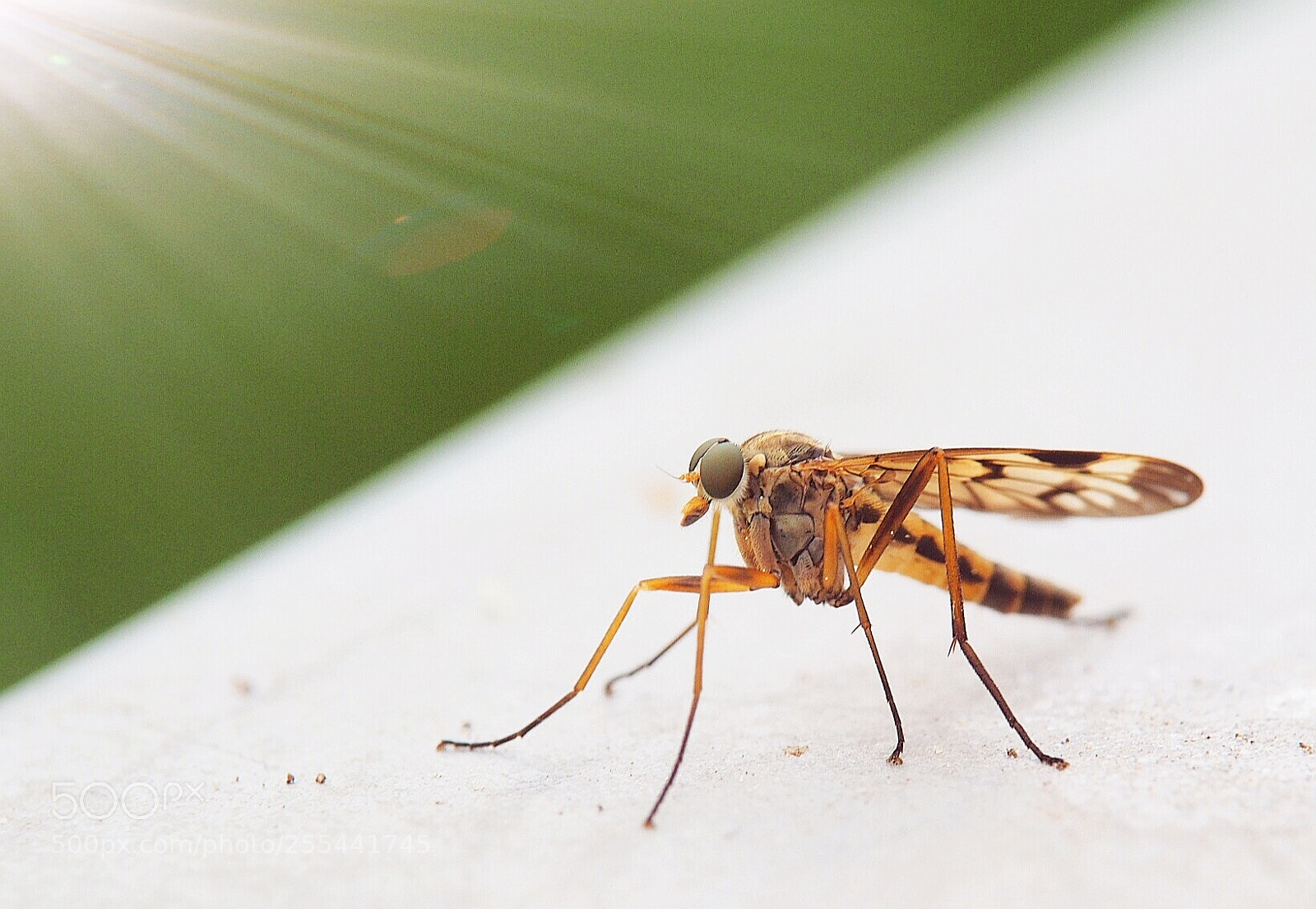 Olympus OM-D E-M1 sample photo. Insect 2 photography