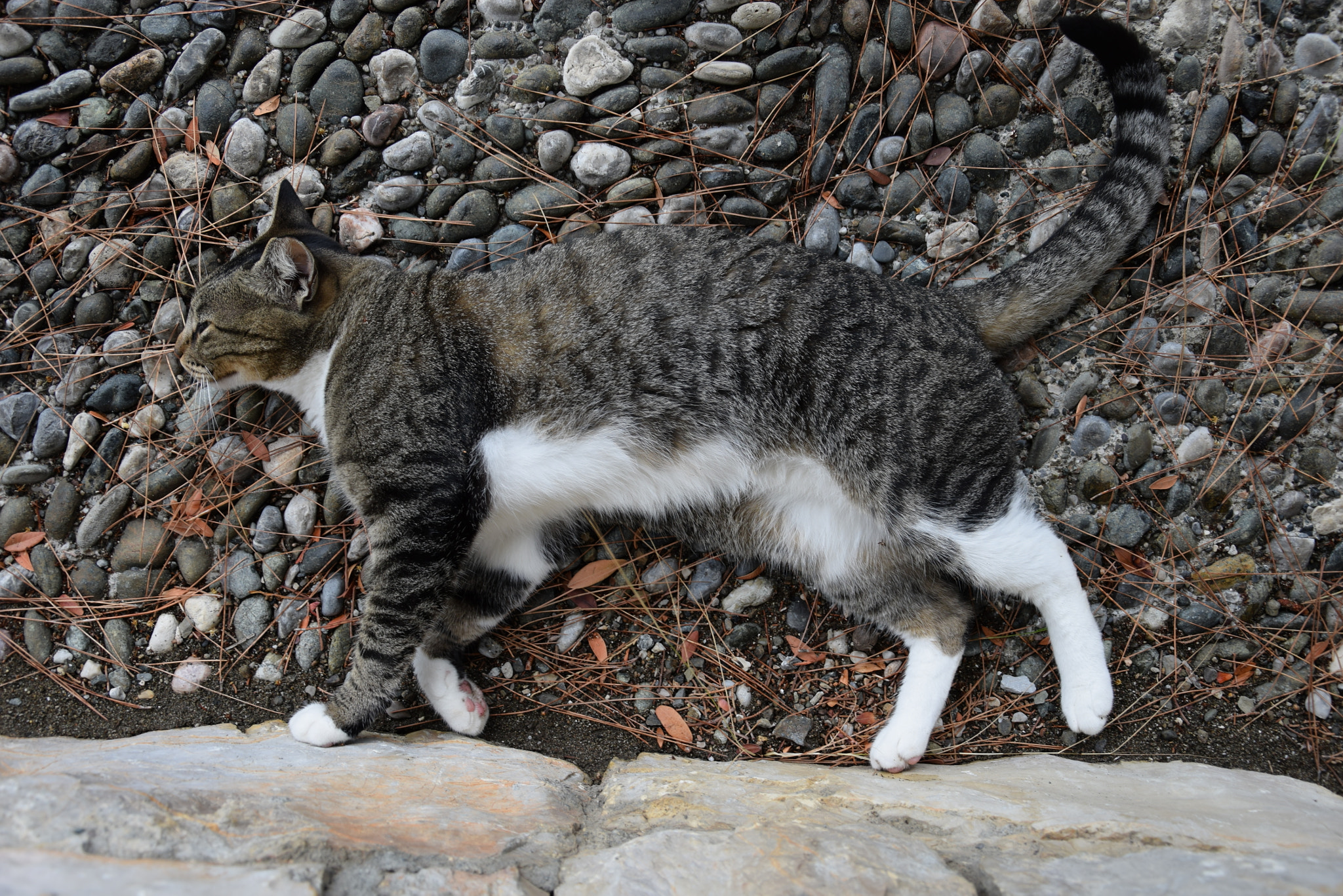 Nikon D5300 sample photo. Dsc photography