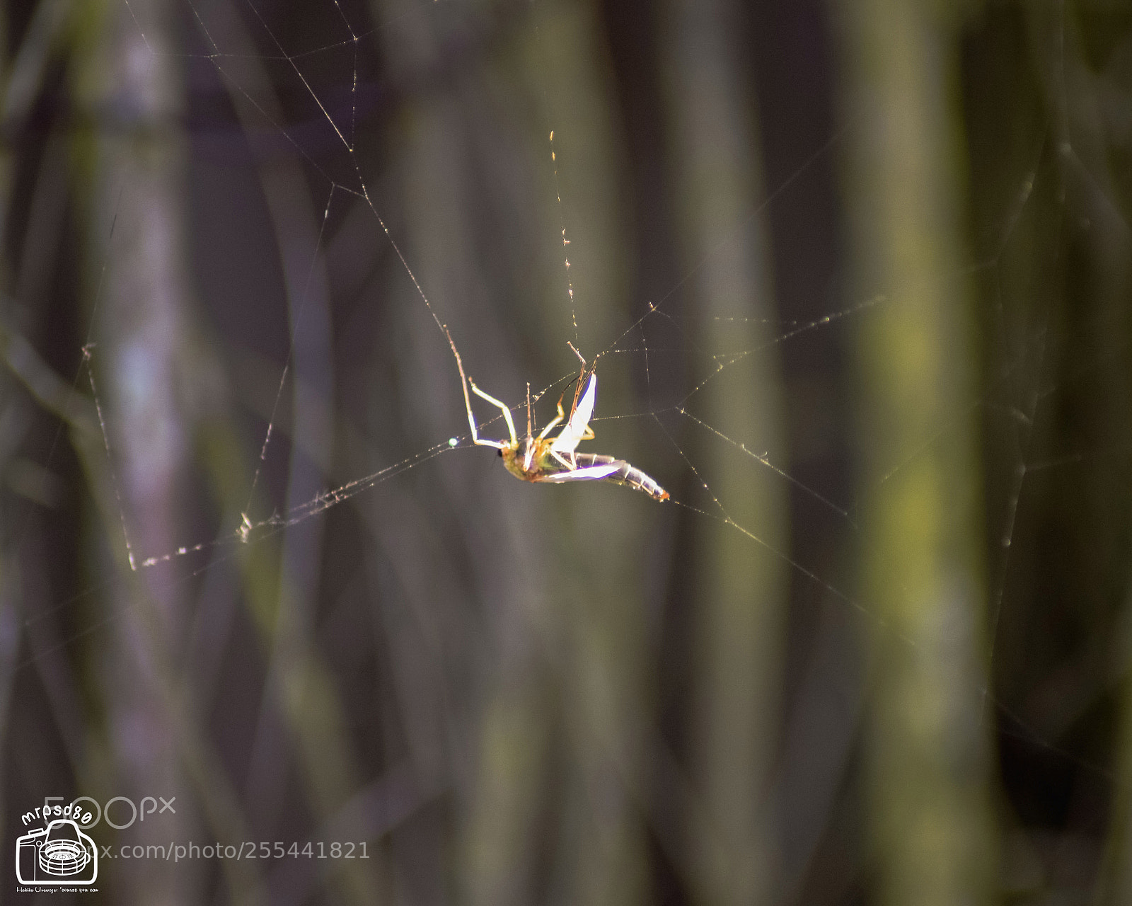 Nikon D3300 sample photo. W is for ... web photography