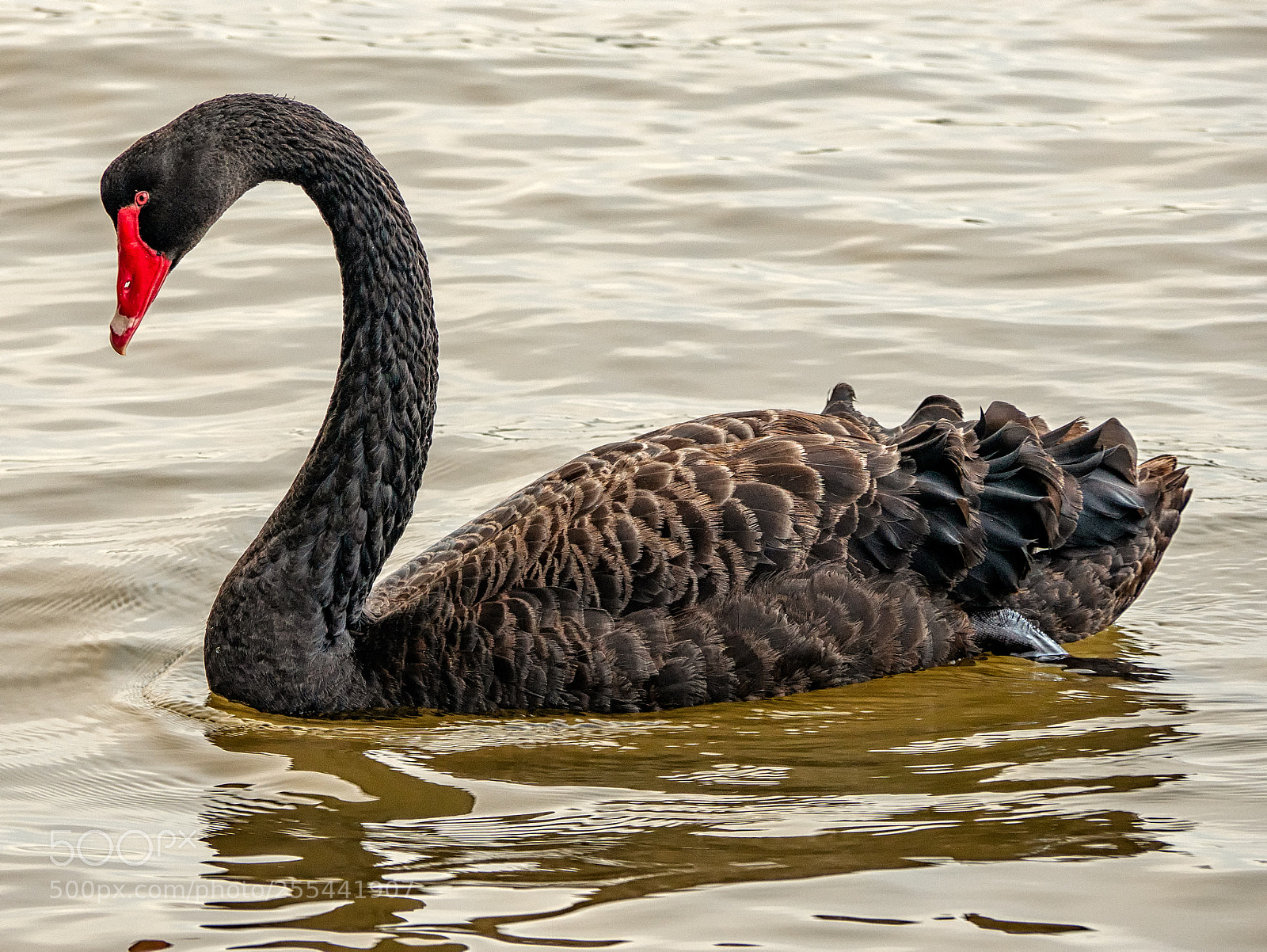 Panasonic Lumix DMC-G85 (Lumix DMC-G80) sample photo. Swan river walk photography