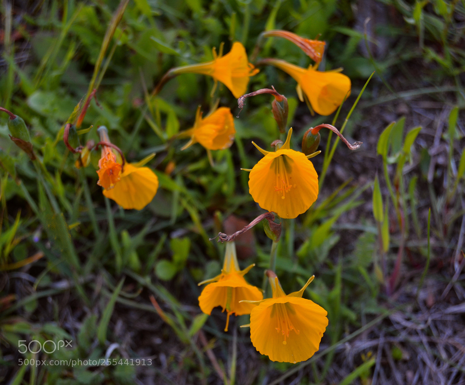 Nikon D3100 sample photo. Flores photography