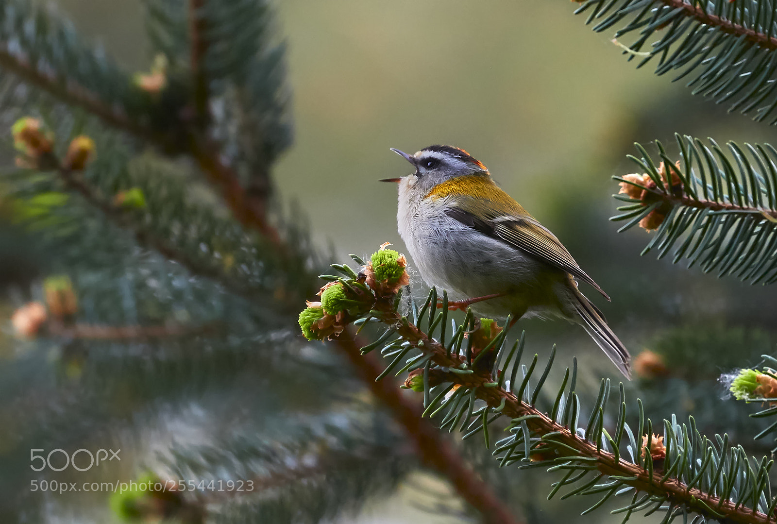 Canon EOS 7D Mark II sample photo. Firecrest photography