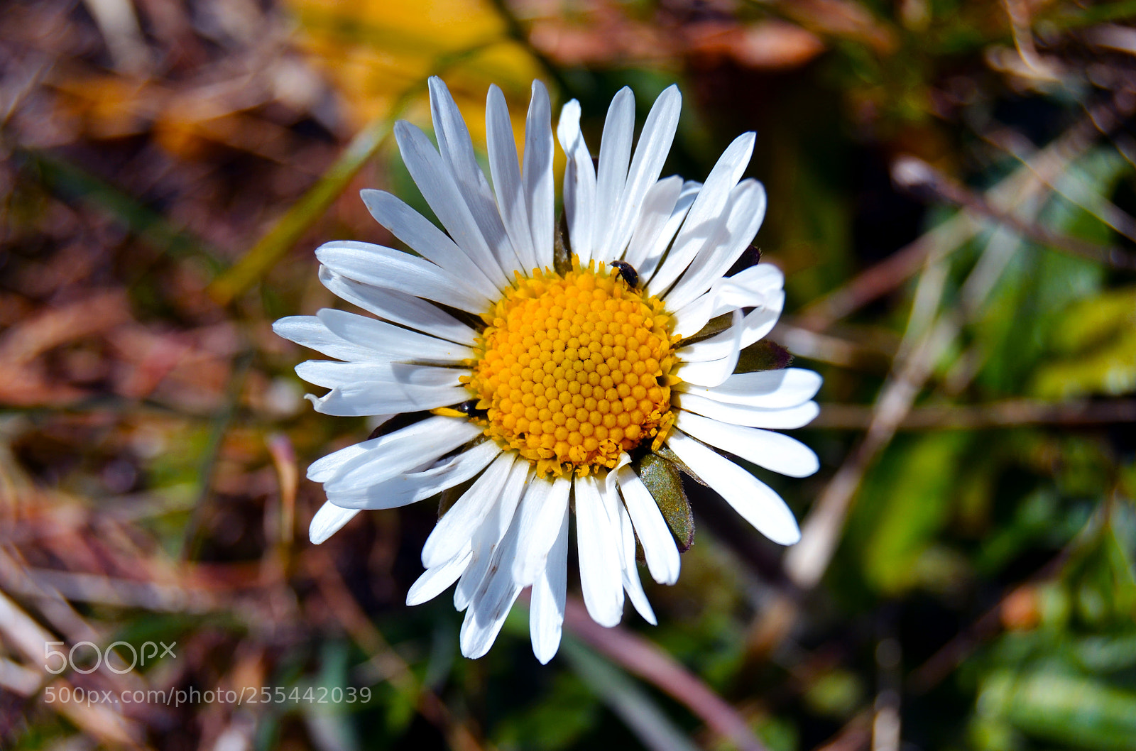 Nikon D3100 sample photo. Flor photography