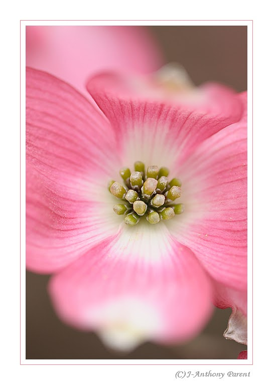 Nikon D90 + Nikon AF-S Micro-Nikkor 105mm F2.8G IF-ED VR sample photo. Cornus florida ou cornouiller à fleurs d'amérique photography