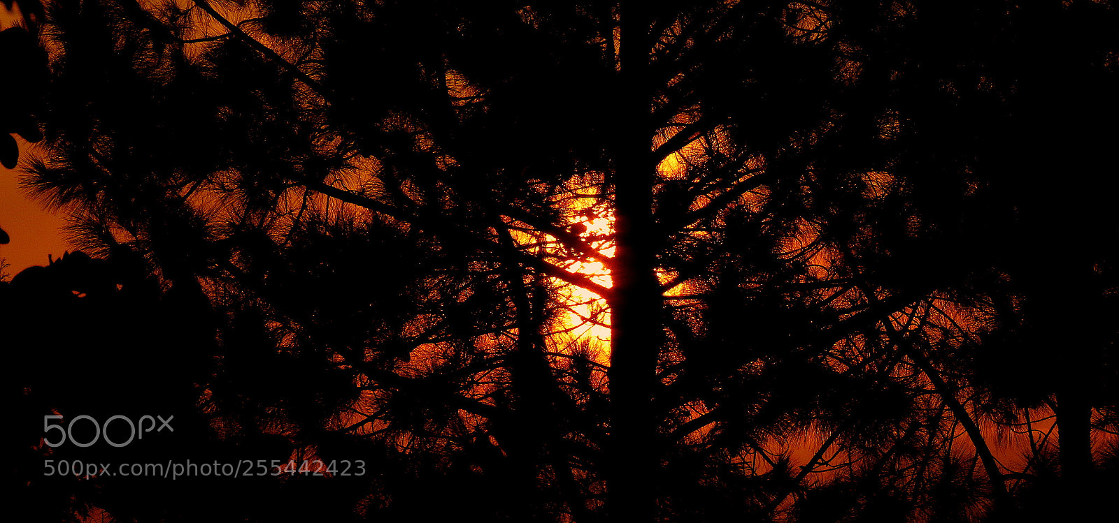 Canon PowerShot SX60 HS sample photo. Silhouettes .... photography