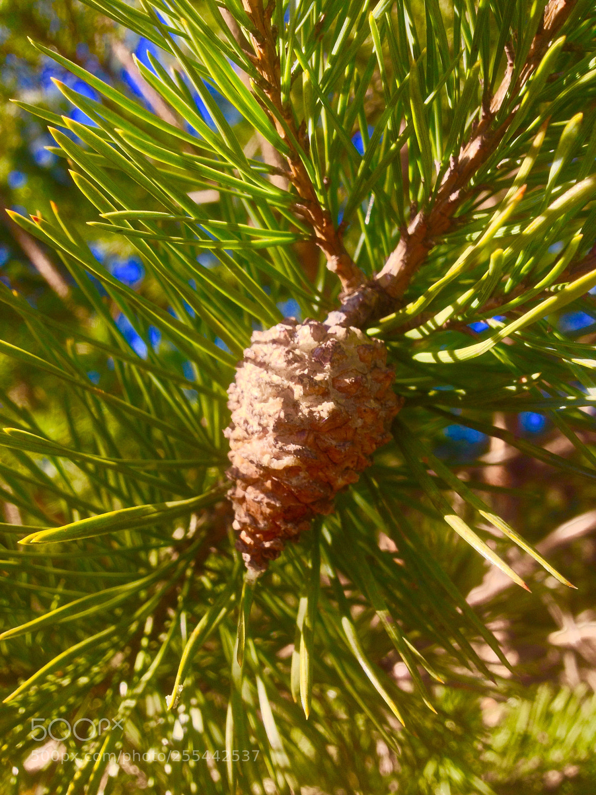 Apple iPhone 4S sample photo. Untitled photography