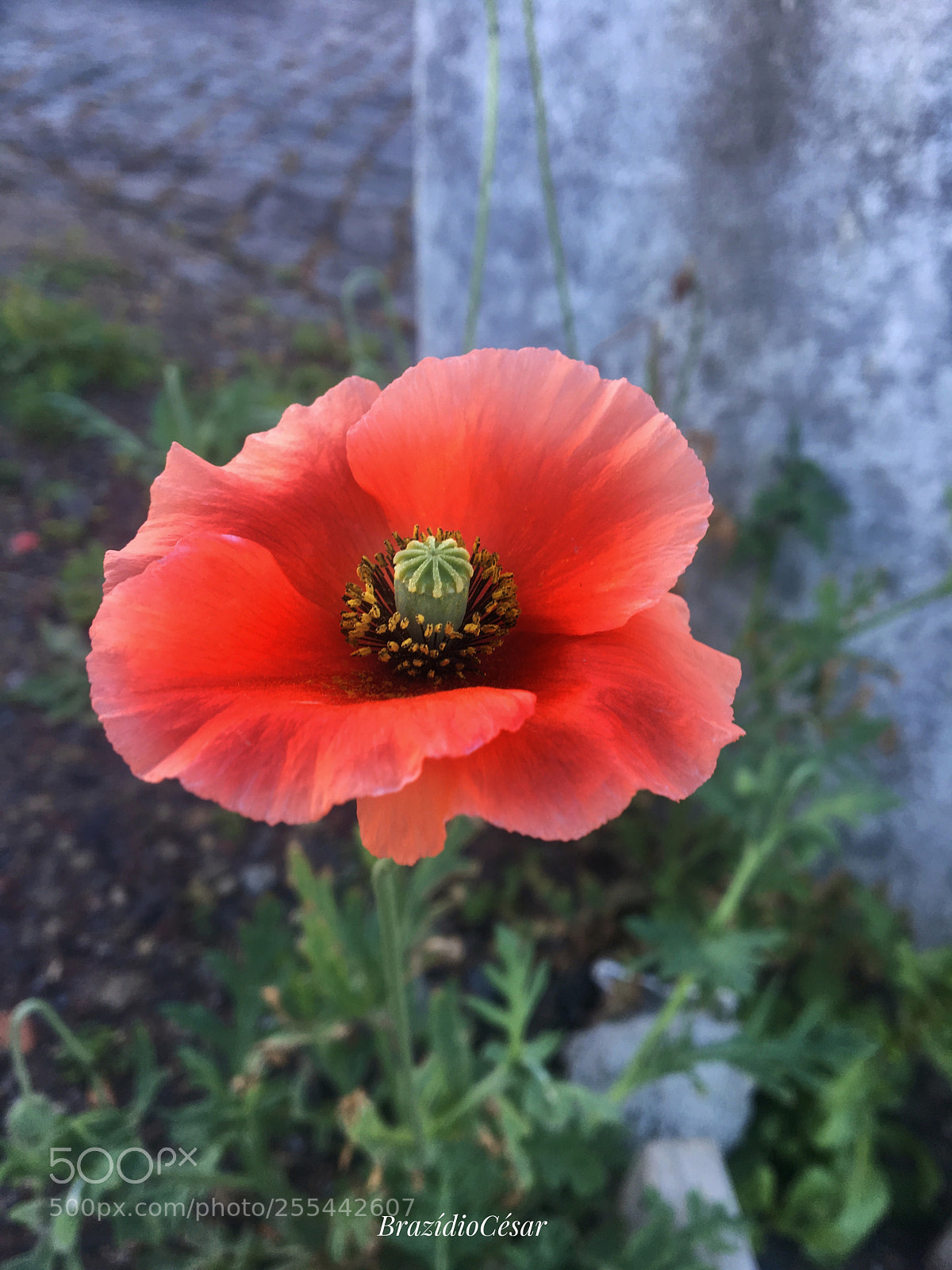 Apple iPhone 6s sample photo. Untitled photography