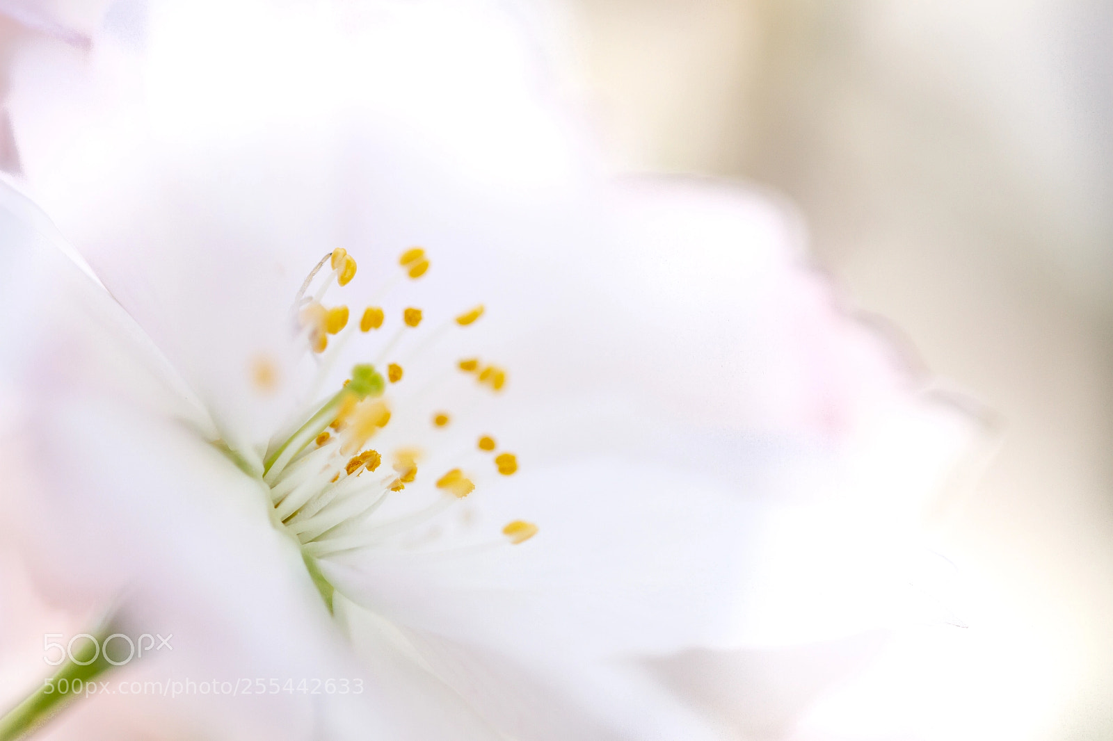 Canon EOS 7D sample photo. Blossom photography