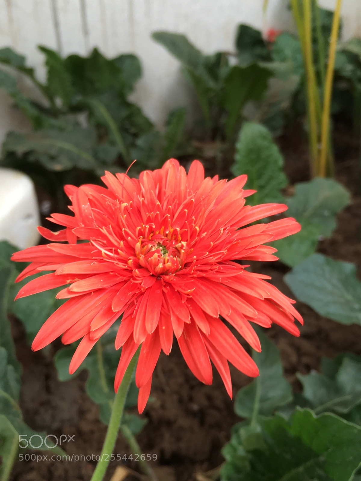 Apple iPhone SE sample photo. Antique red photography
