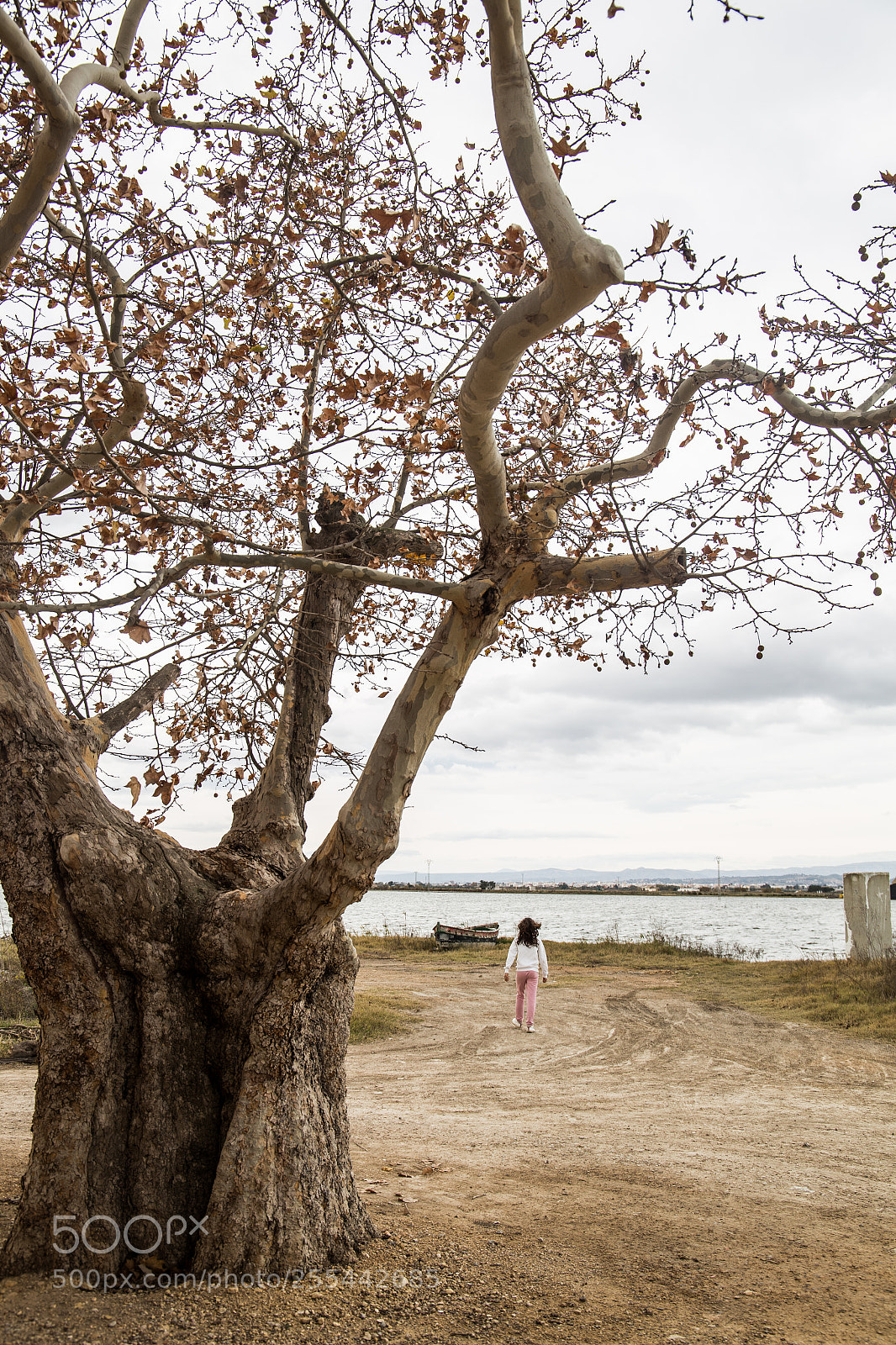 Canon EOS 6D sample photo. Magic tree photography