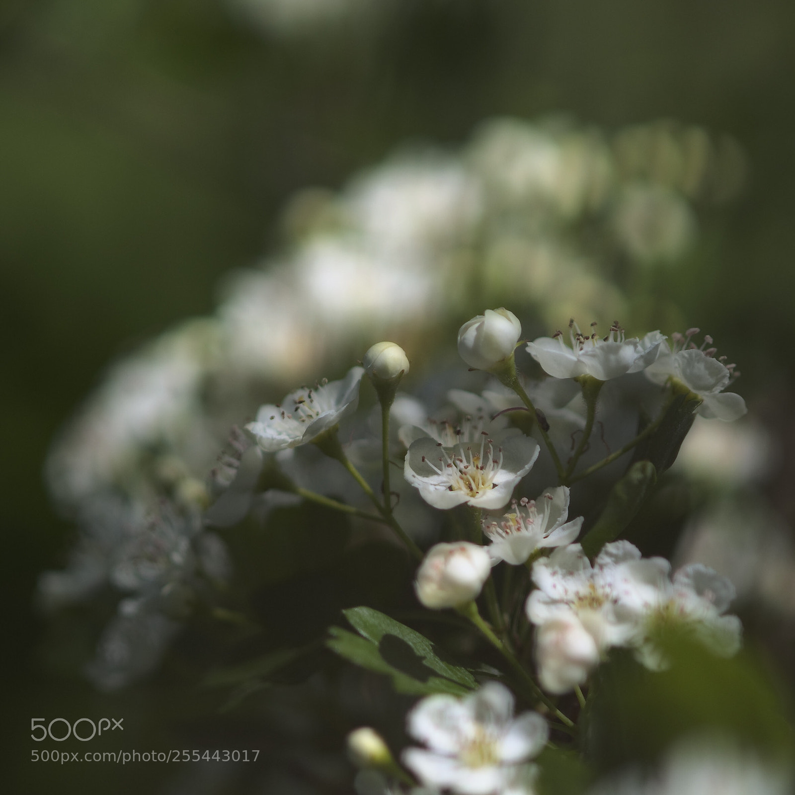 Nikon D300 sample photo. Soft serie photography