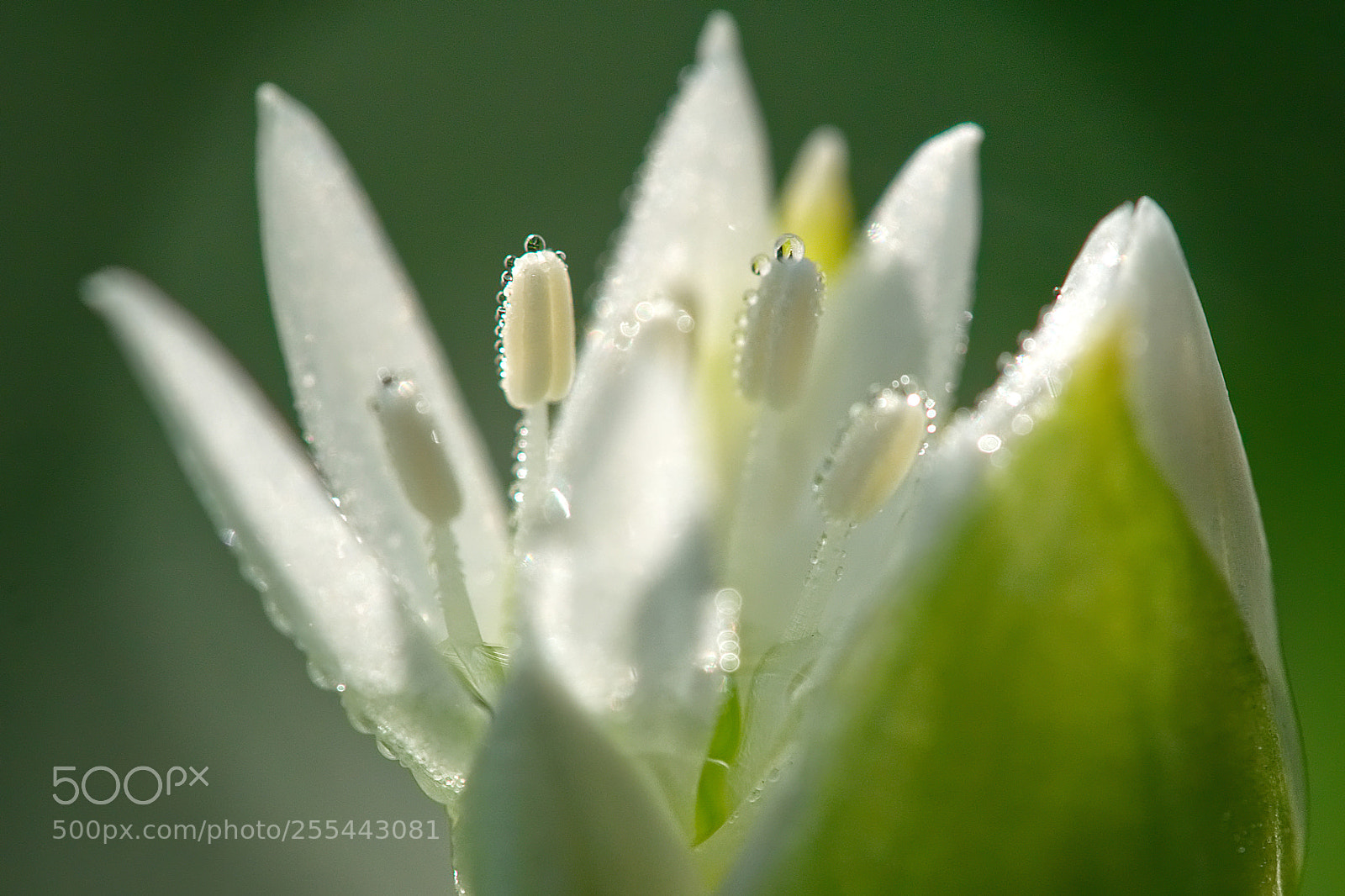 Olympus OM-D E-M1 sample photo. Morning dew photography