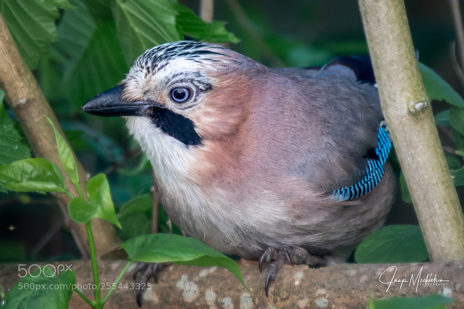 Canon EOS 7D Mark II sample photo. Jay bird photography