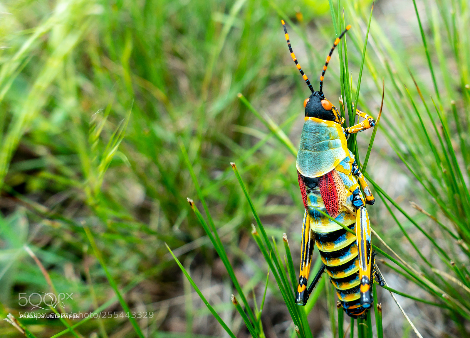 Sony Cyber-shot DSC-RX100 III sample photo. Colourful photography