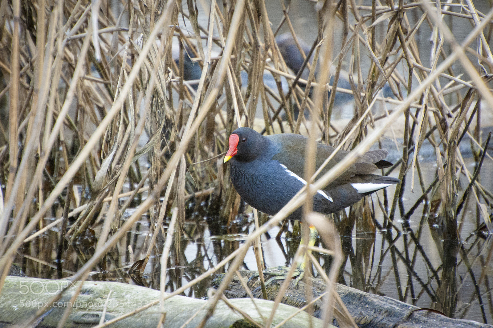 Nikon D7200 sample photo. H photography