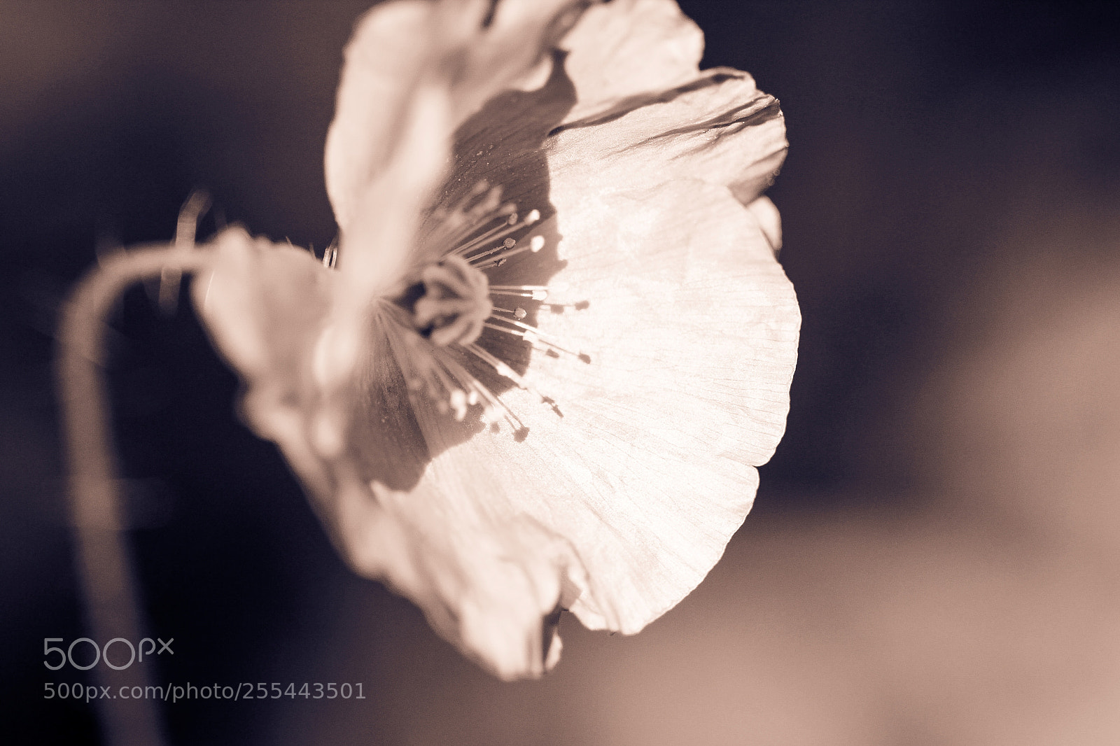 Canon EOS 600D (Rebel EOS T3i / EOS Kiss X5) sample photo. Summer poppy photography