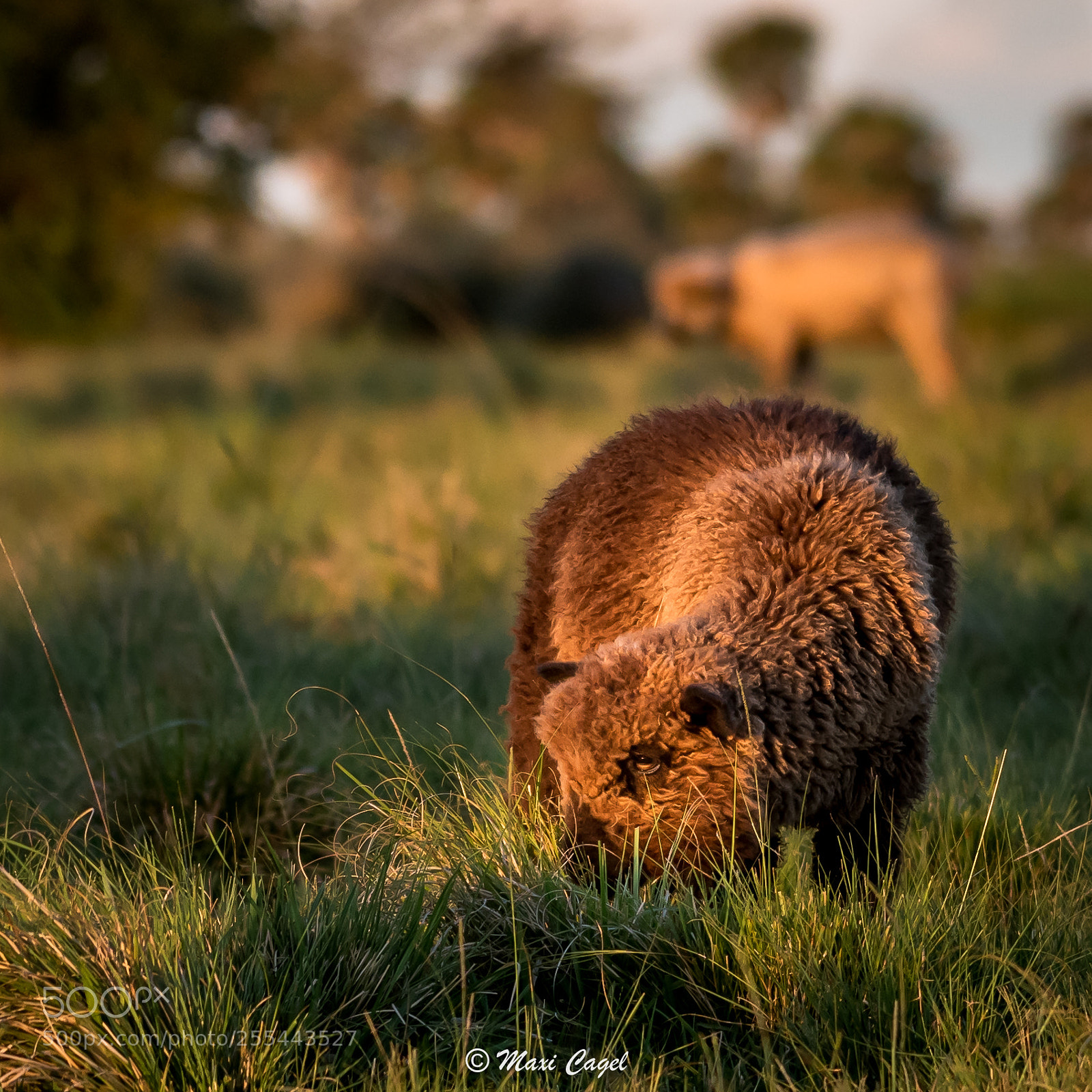 Nikon D500 sample photo. The black sheep photography