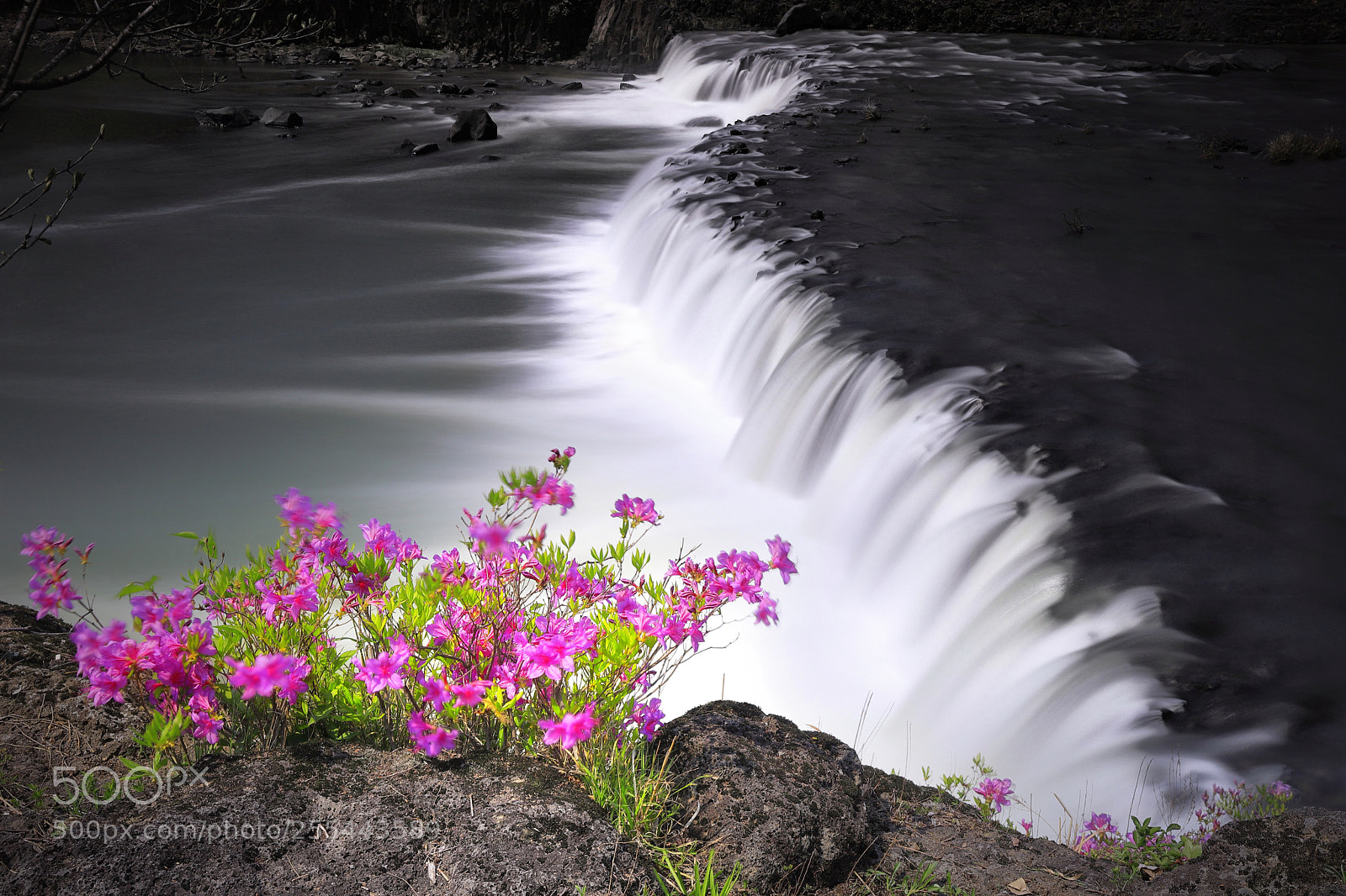 Canon EOS 6D Mark II sample photo. Royal azalea photography