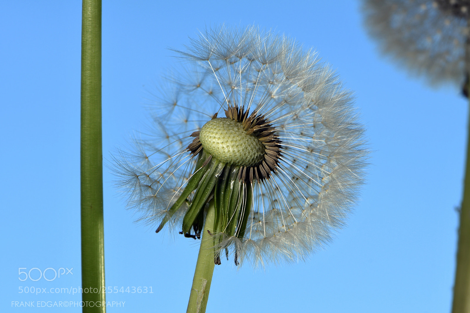 Nikon D500 sample photo. Pusteblume photography