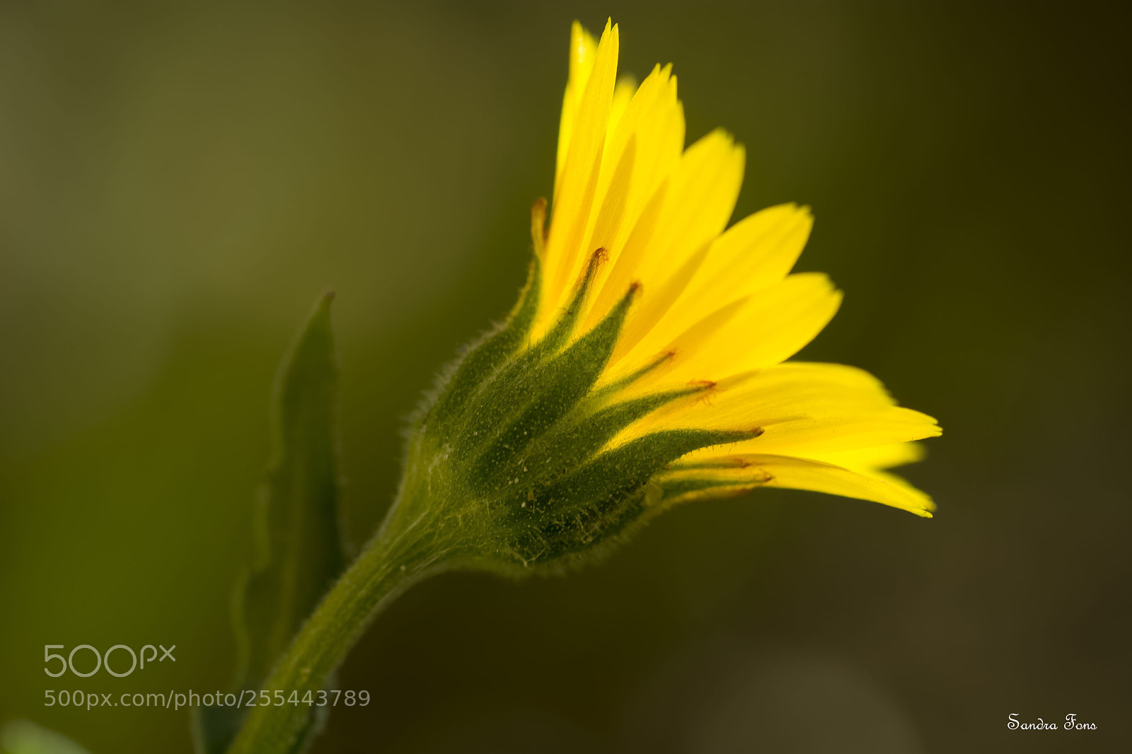 Nikon D7100 sample photo. Hacia la luz  photography