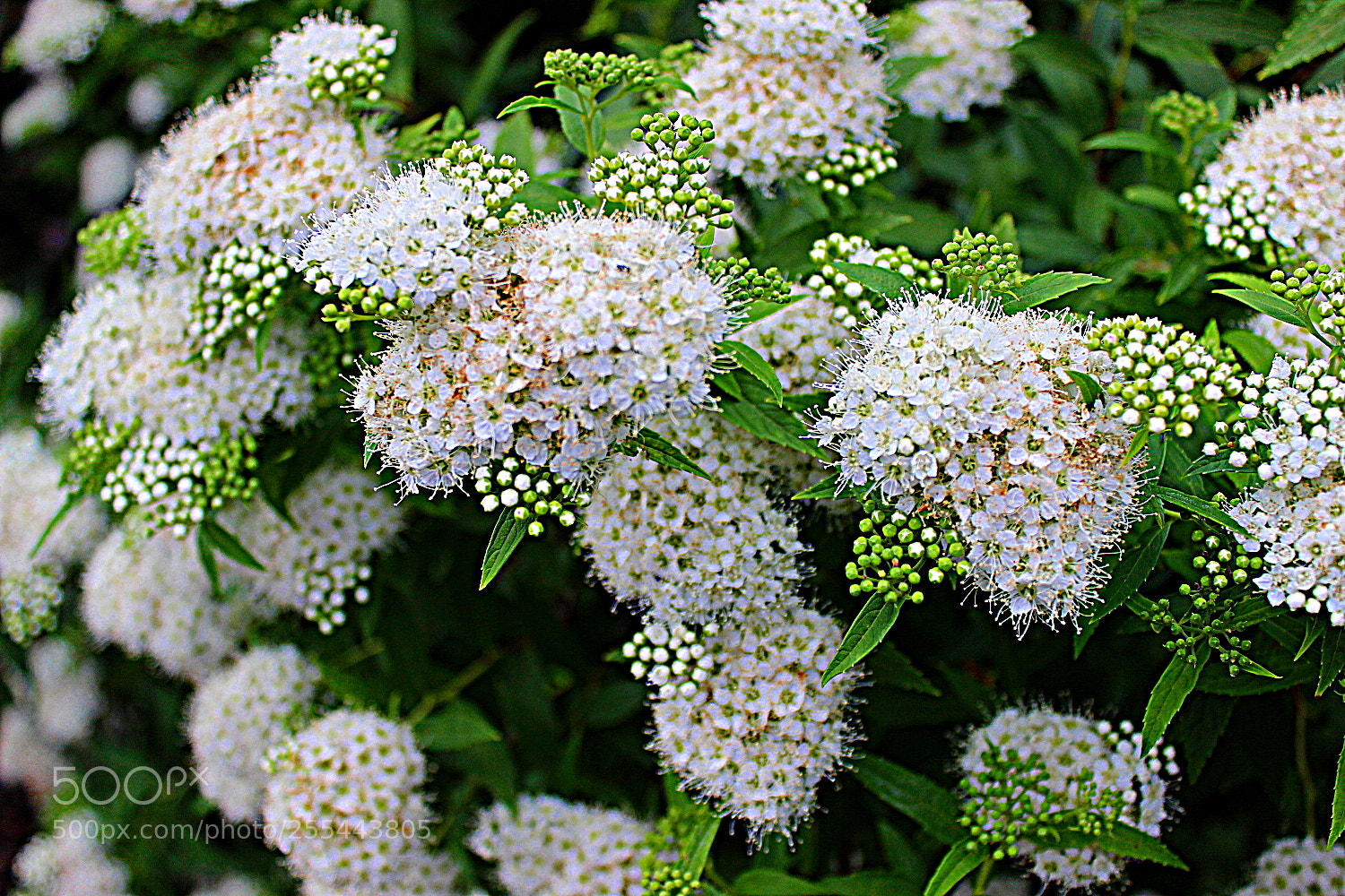Canon EOS 600D (Rebel EOS T3i / EOS Kiss X5) sample photo. Img photography