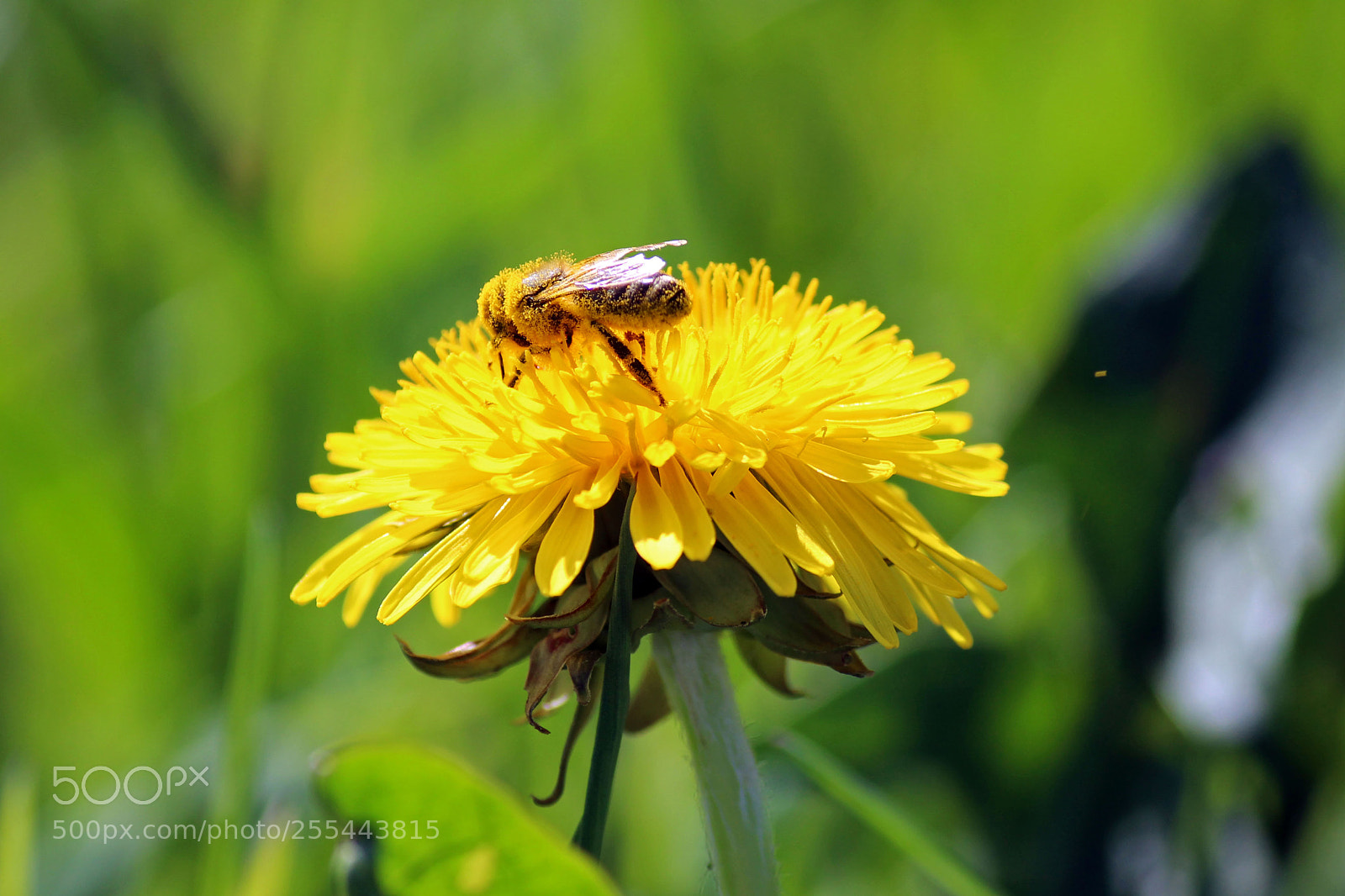 Canon EOS 600D (Rebel EOS T3i / EOS Kiss X5) sample photo. She works hard for photography