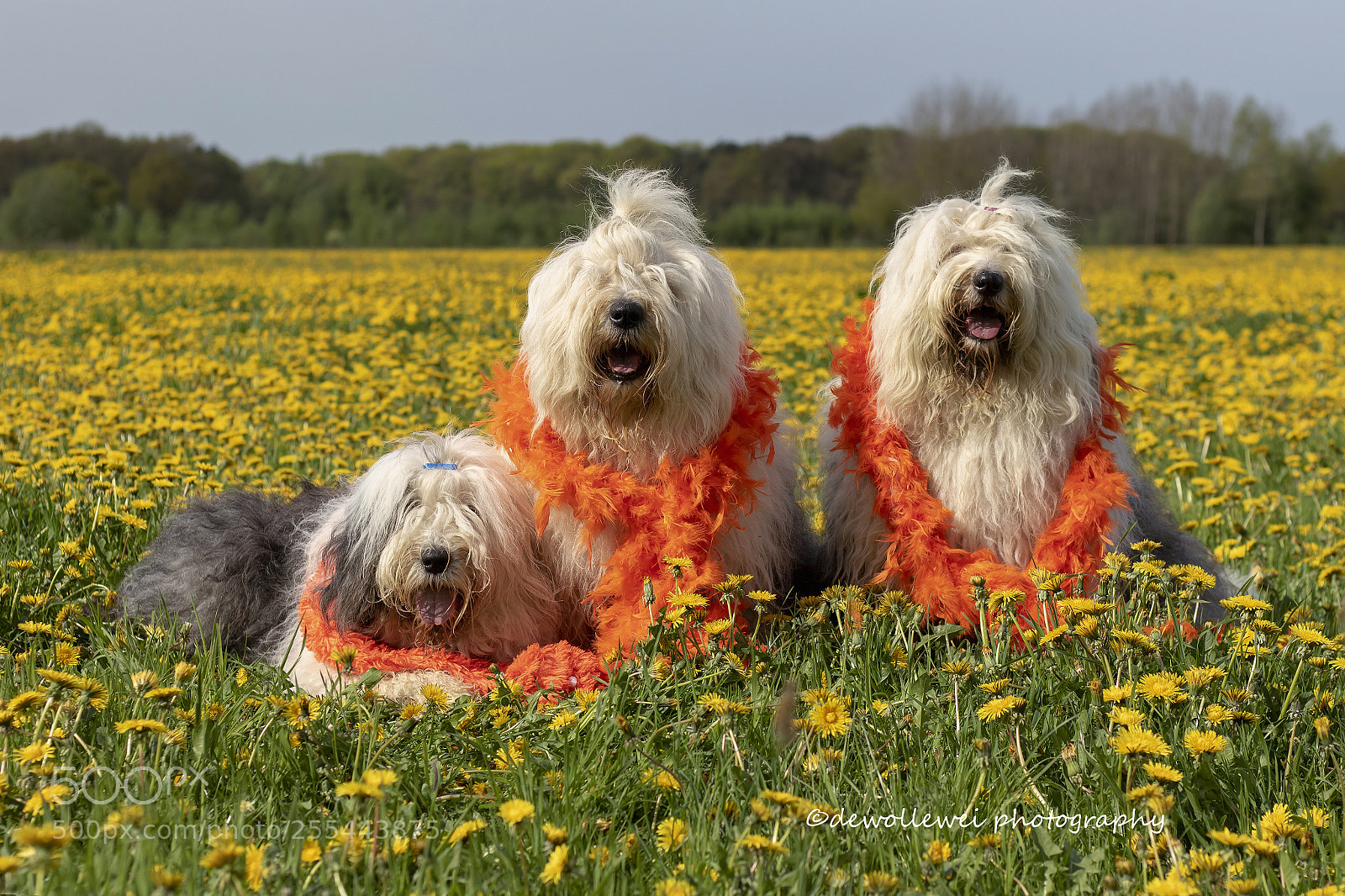 Canon EOS 7D Mark II sample photo. Kingsday 2018 photography