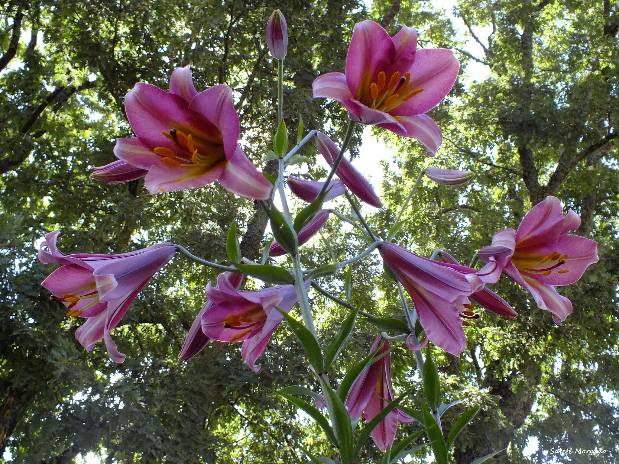 Fujifilm FinePix HS30EXR sample photo. Flor photography