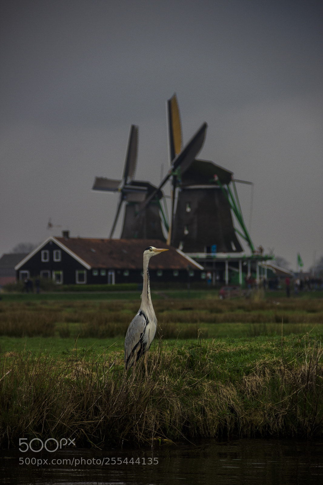 Canon EOS 600D (Rebel EOS T3i / EOS Kiss X5) sample photo. Great blue heron photography