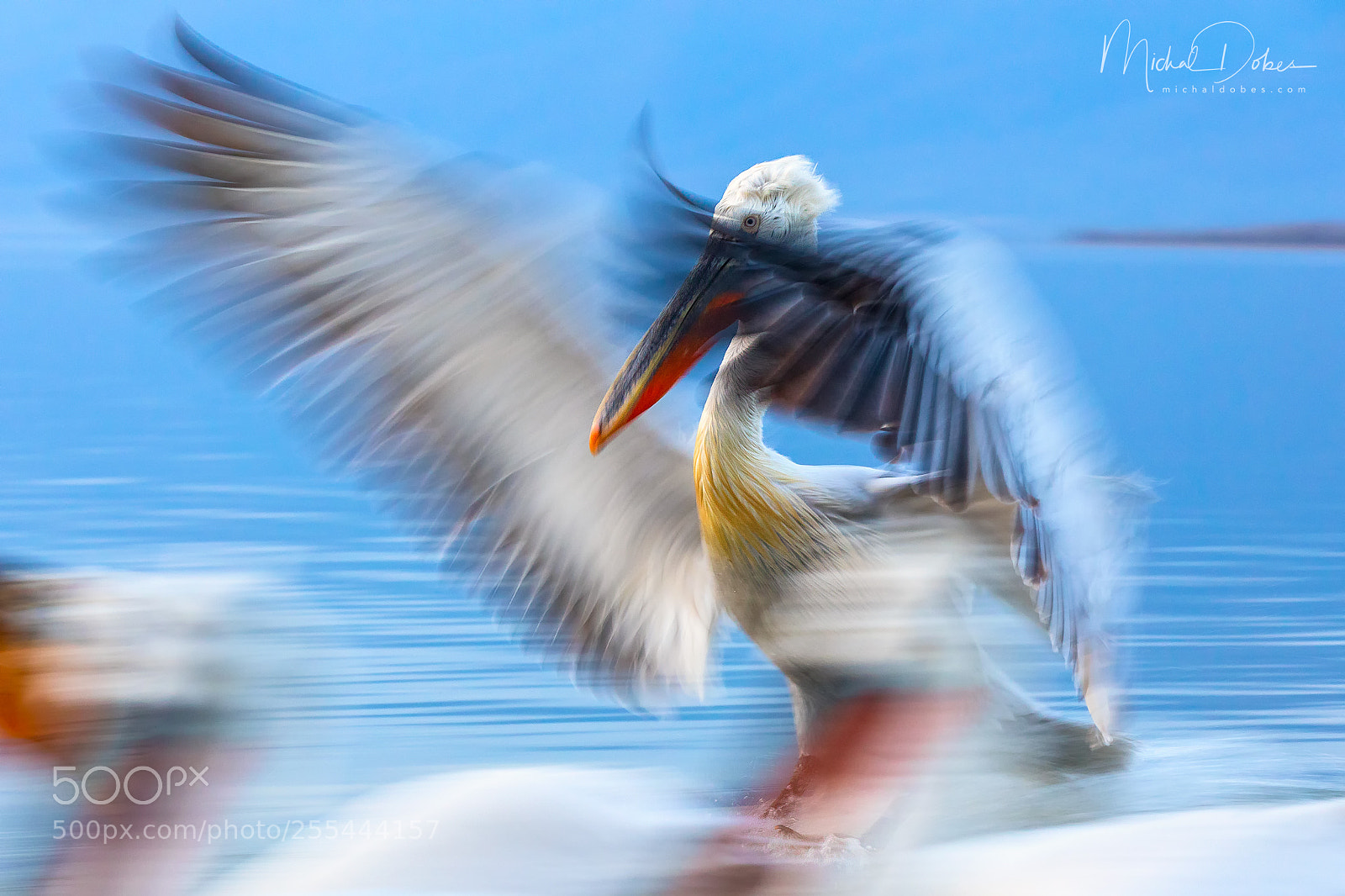 Canon EOS 5D Mark IV sample photo. In motion photography