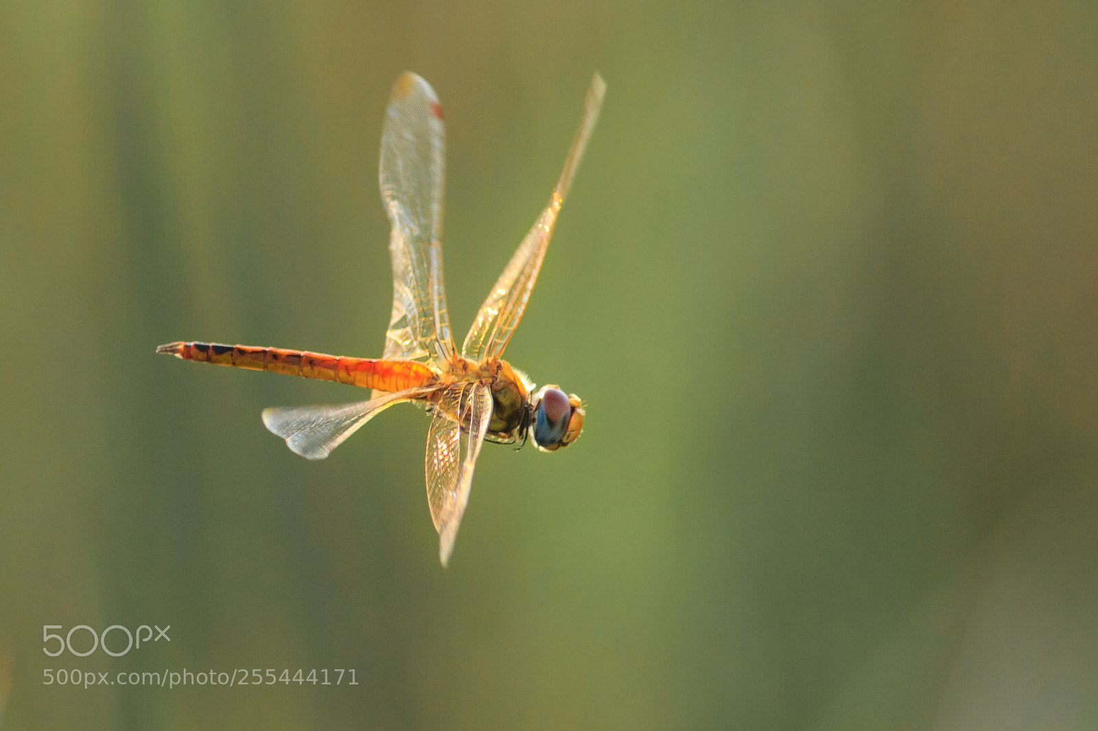 Canon EOS 550D (EOS Rebel T2i / EOS Kiss X4) sample photo. Dragonfly in flight photography