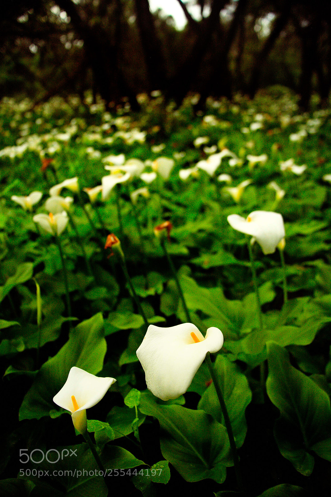 Canon EOS 5D sample photo. Cape to cape photography