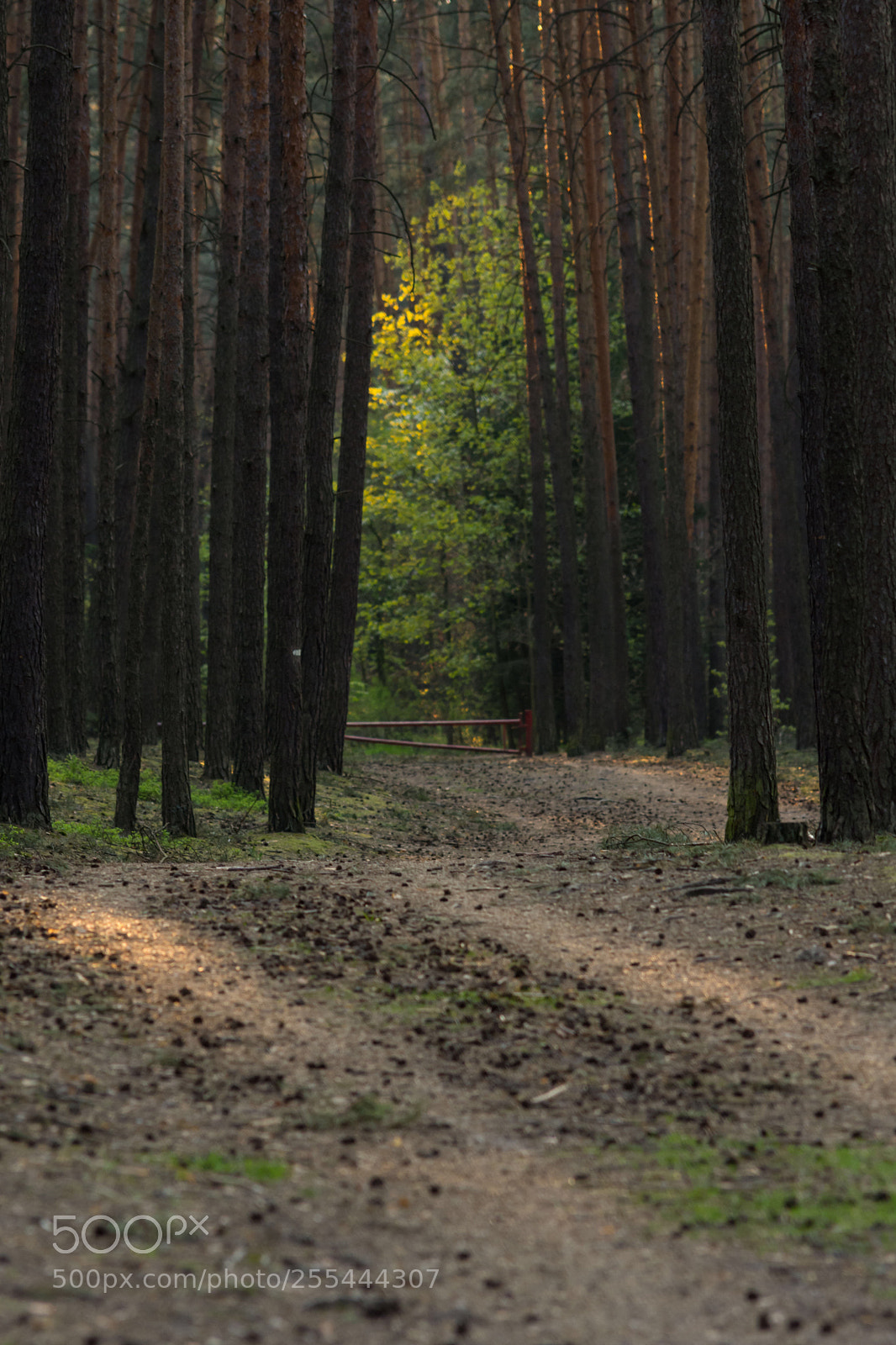 Nikon D7200 sample photo. Path in the forest  photography