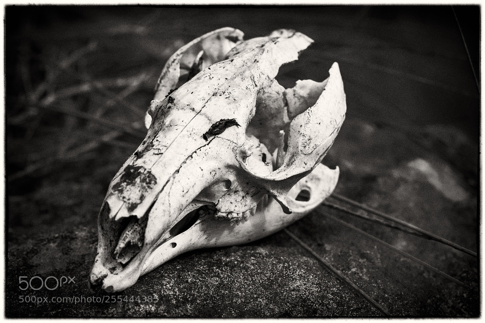 Canon EOS 6D sample photo. Alas poor yorick photography