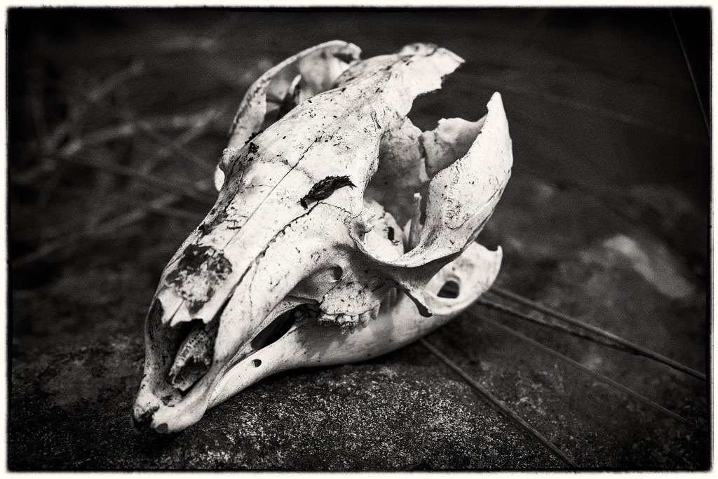 Alas Poor Yorick by Paul Amyes on 500px.com