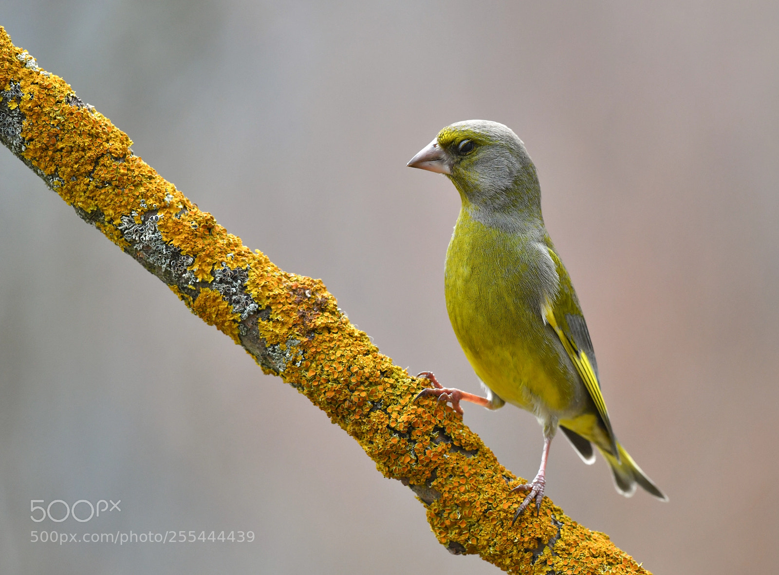 Nikon D850 sample photo. Greenfinch photography