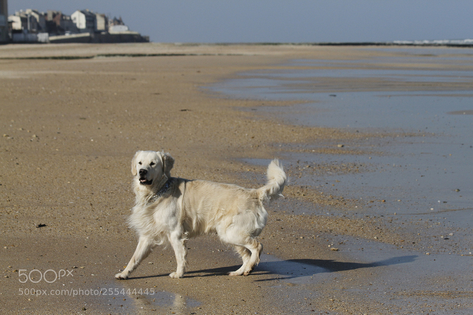Canon EOS 7D sample photo. Doggy walk on the photography
