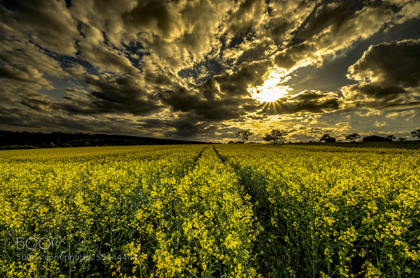 Nikon D500 sample photo. Field of rape photography