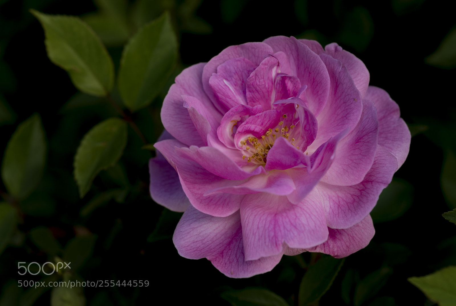 Canon EOS 5D Mark IV sample photo. Pink rose photography