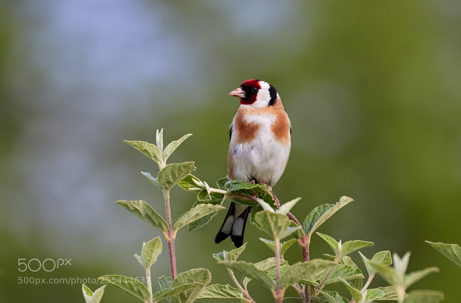 Canon EOS 7D Mark II sample photo. Goldfinch photography