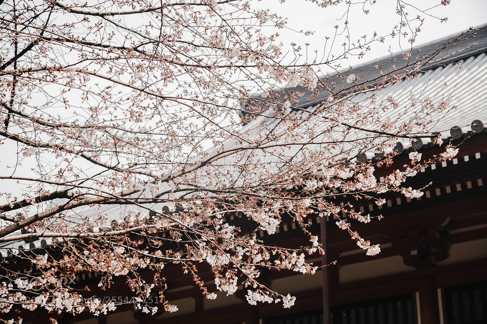 Canon EOS 5D Mark II sample photo. Sakura & japan house photography