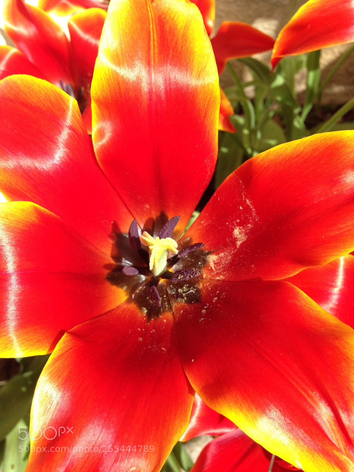 Apple iPhone 5c sample photo. Untitled photography