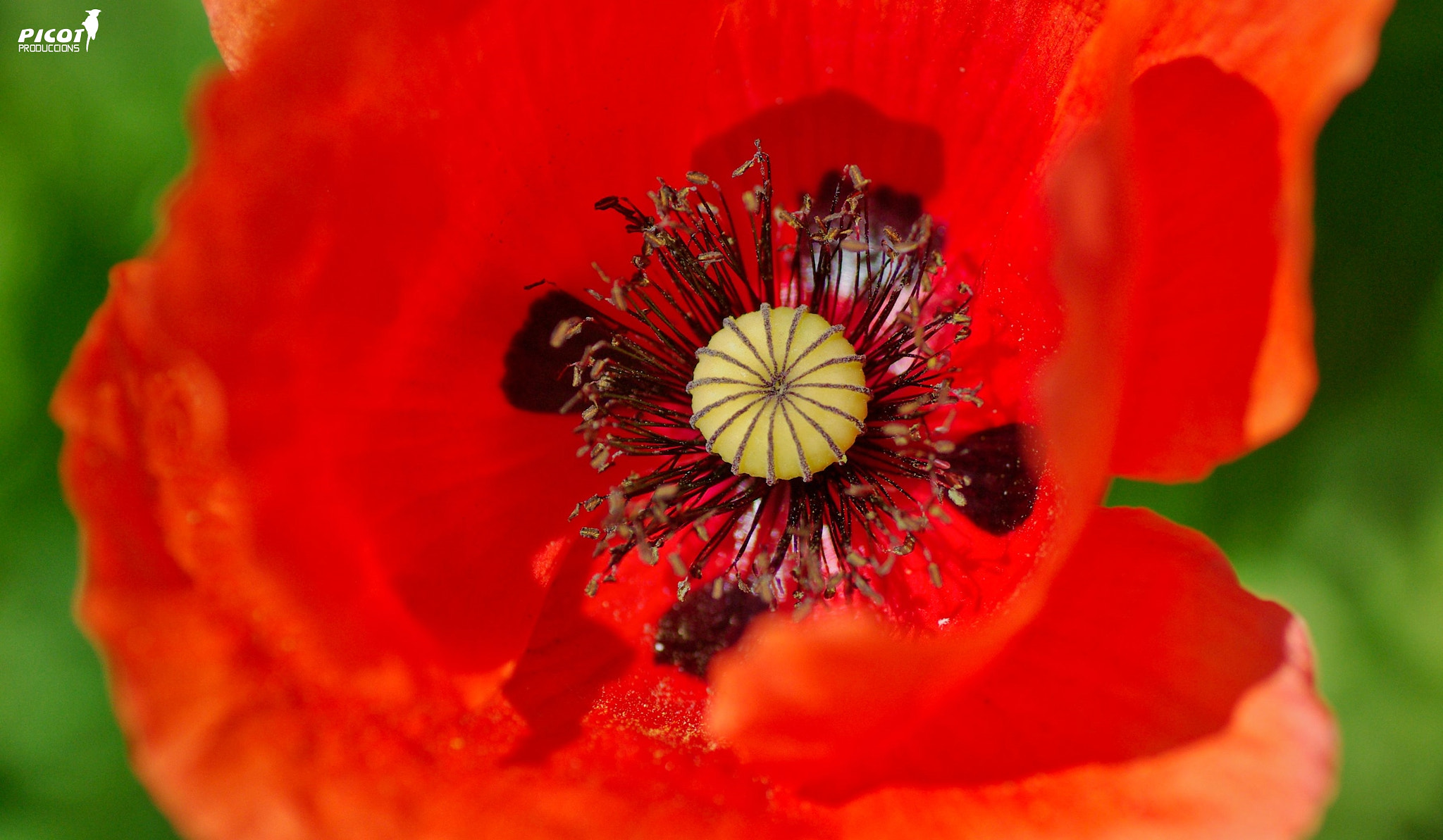 Pentax K10D + Tamron SP AF 90mm F2.8 Di Macro sample photo. Paramà - serra del corb - la garrotxa. photography