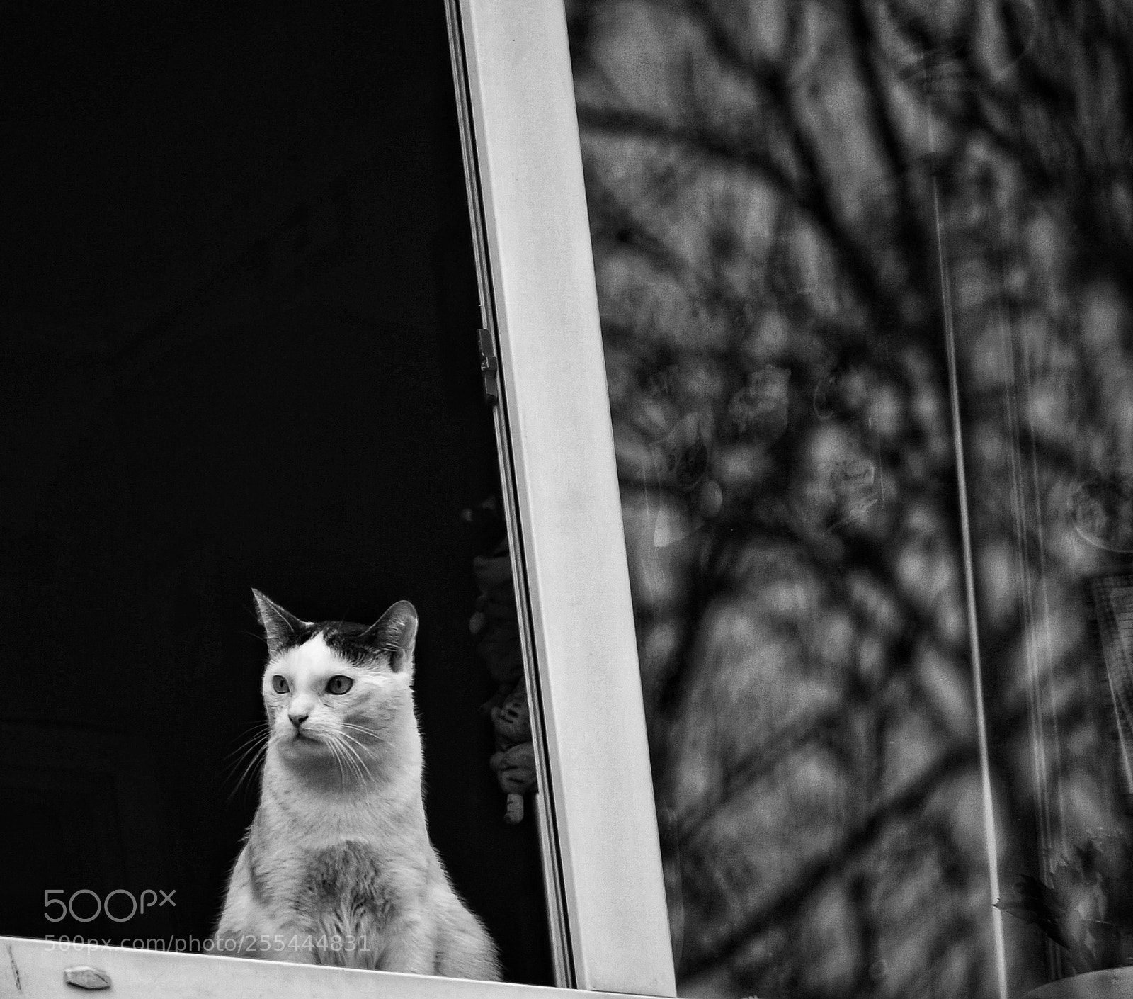 Sony Alpha NEX-6 sample photo. Cat at window photography